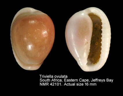Triviella ovulata (3).jpg - Triviella ovulata (Lamarck,1810)